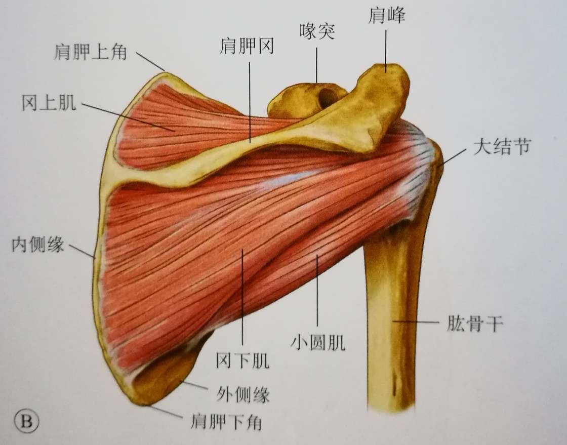 左肱骨大结节图片